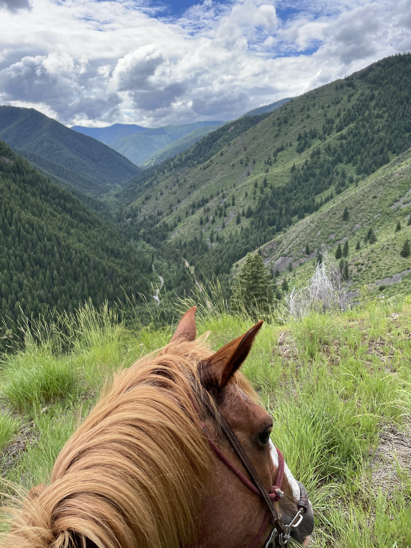 The view between a horse's ears down a green forested valley