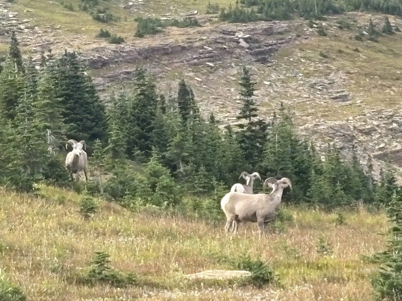 Two bighorn rams standing on a grassy slope below scree