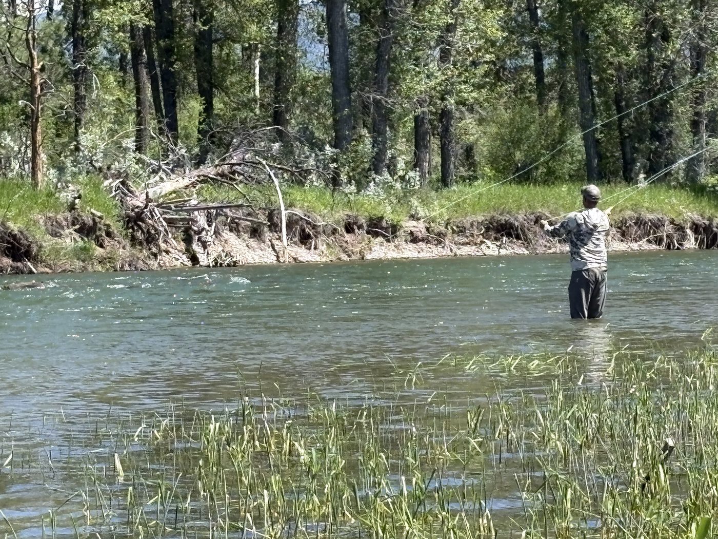 An angler standing in the river mid-cast, seen from behind