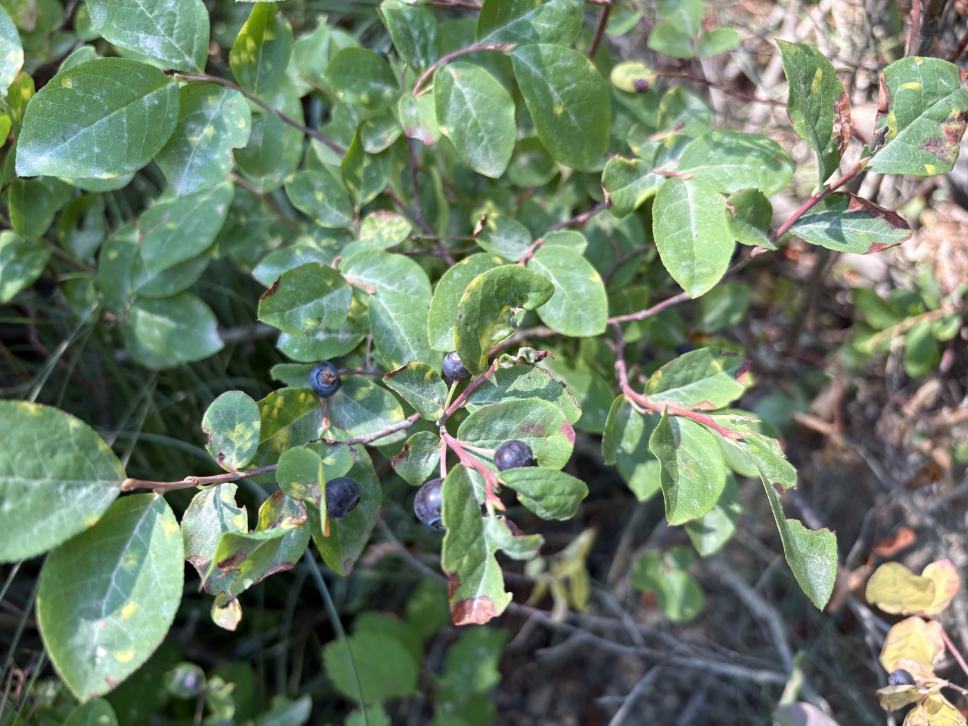 Ripe huckleberries on the bush among green leaves