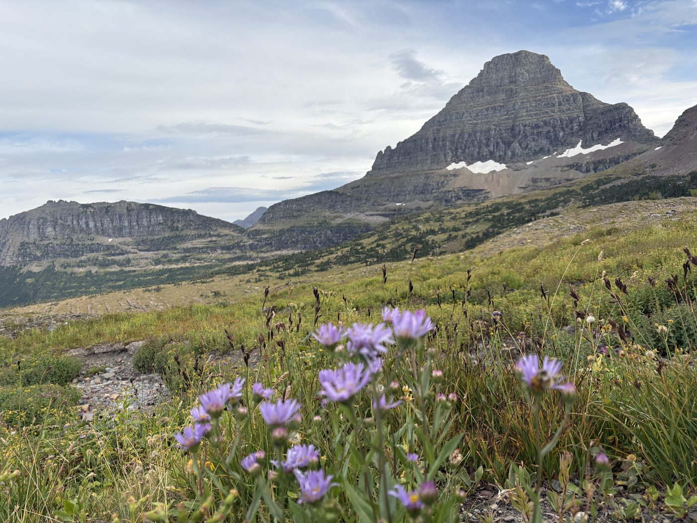 A rock peak above a meadow of purple wildflowers at Logan Pass