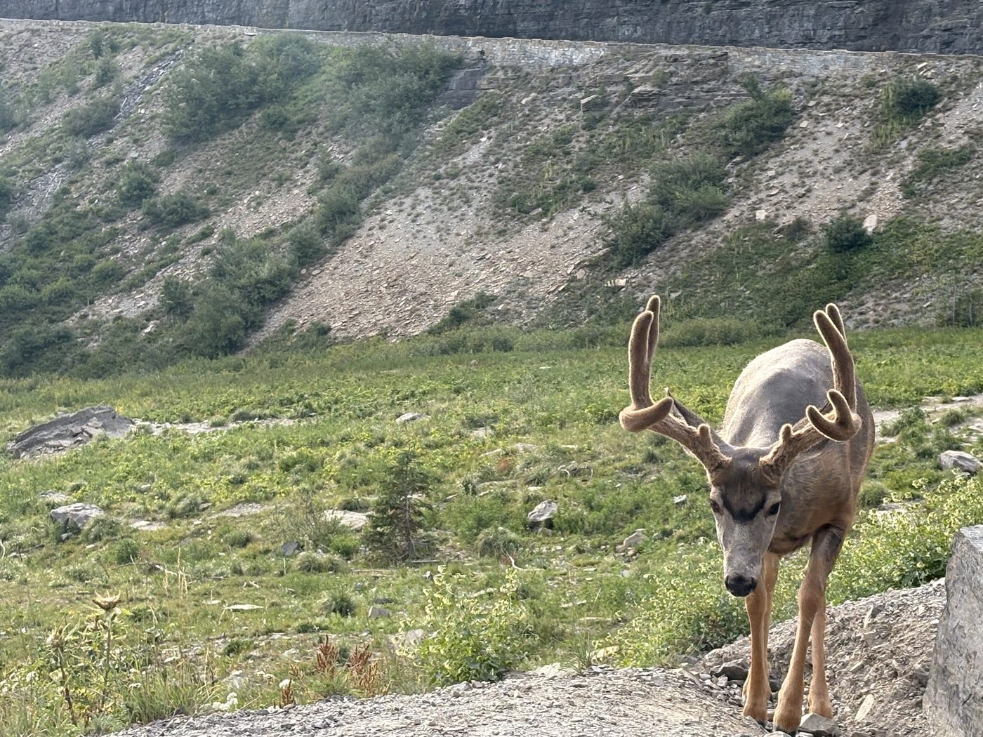 A mule deer buck in velvet standing on a grassy slope