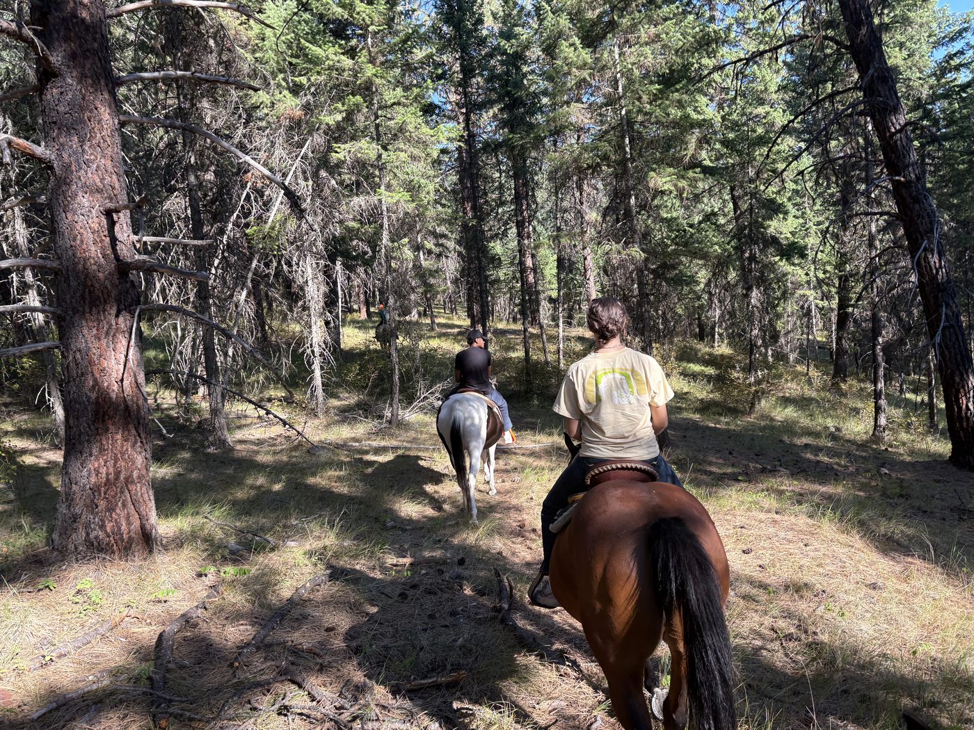 Two riders on horseback from behind, following a trail through open pine forest