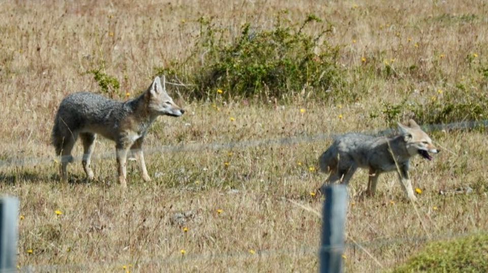 Two grey foxes in dry grass