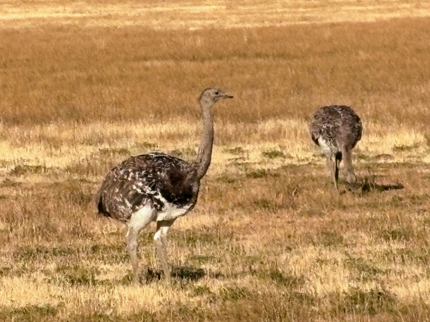 Two rheas, large flightless birds, in golden grassland