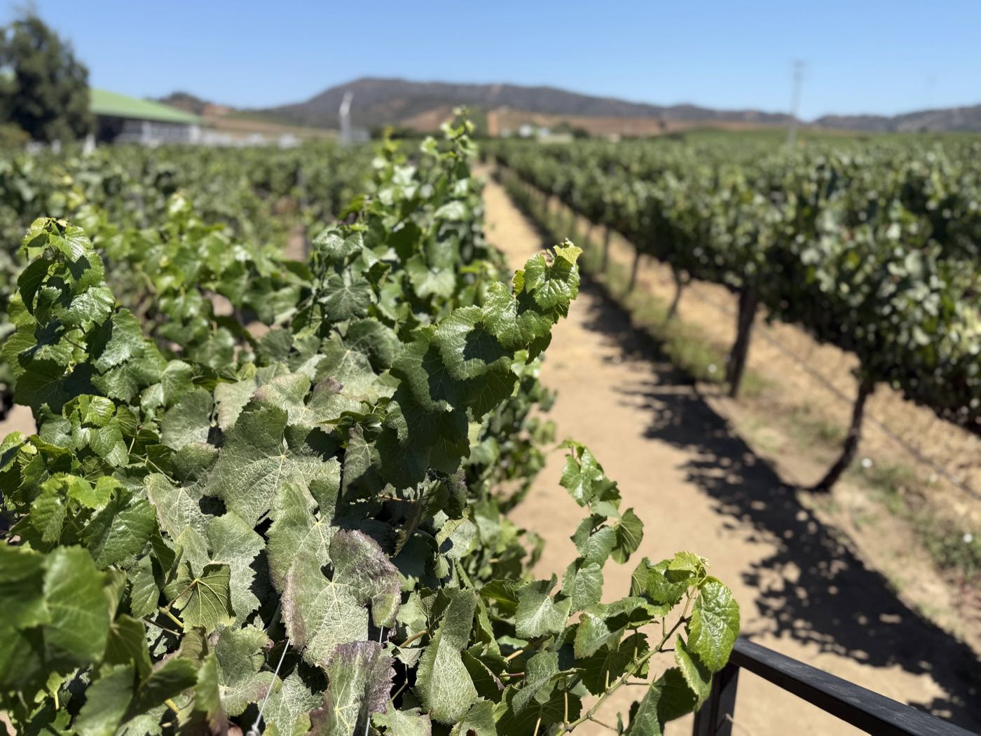Rows of grapevines on the wine tour